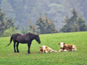 Pferd und Rinder auf einer Wiese